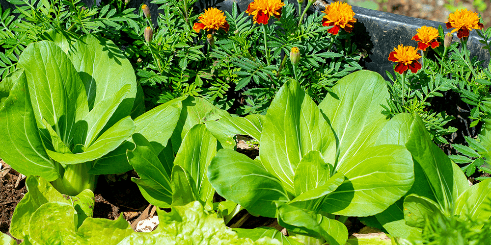 -eising garden centre marigold flower border