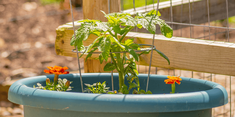 -eising arden centre growing tomatoes with marigold flowers