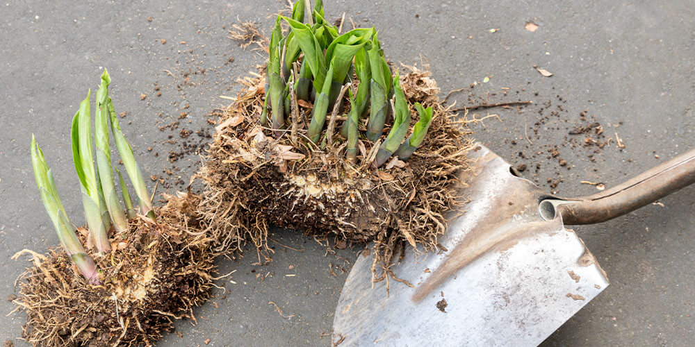 Eising Garden Centre -5 Garden and Landscape Chores to Do Right Now-division of perennial plants