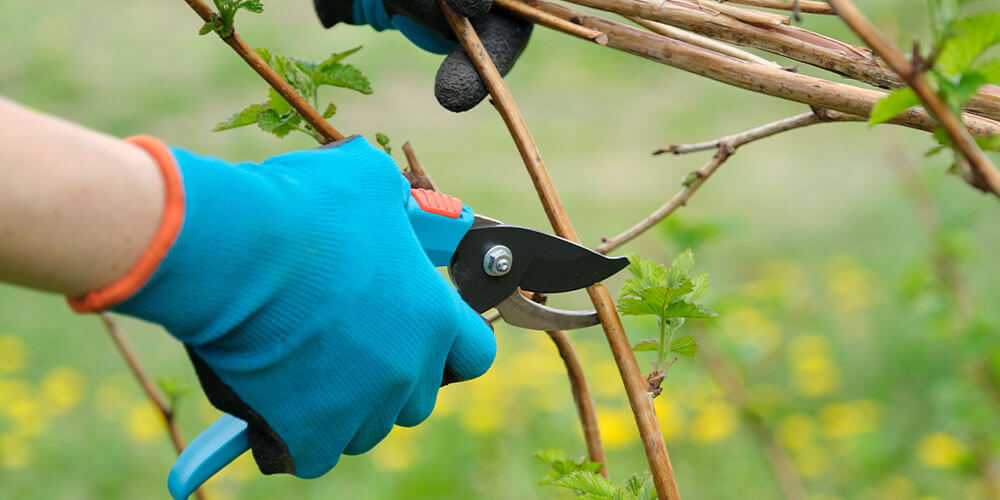 Eising Garden Centre -5 Garden and Landscape Chores to Do Right Now-spring pruning