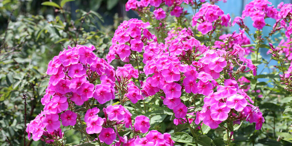 Eising Garden Centre - The Best Perennials for Colour -garden phlox