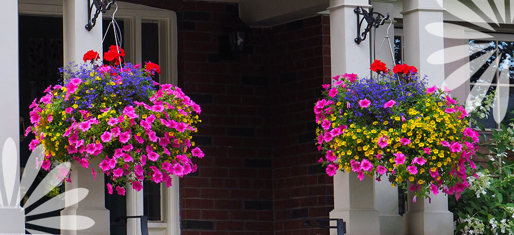 Eising Garden Centre -Why You Need Hanging Baskets-front door hanging baskets