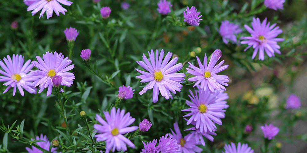 -aster perennial purple blooms