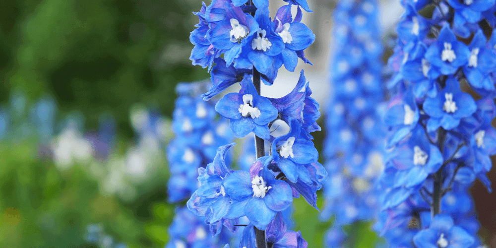 -delphinium