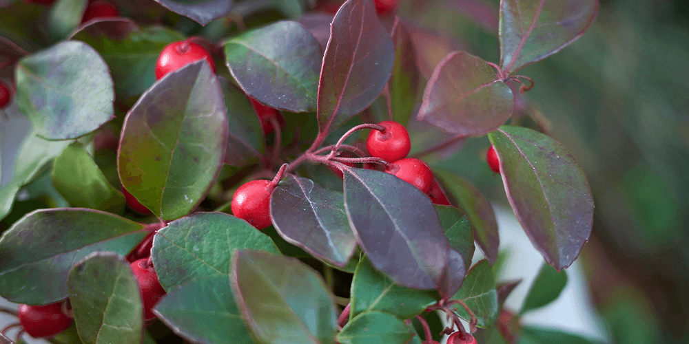 gautheria red berries