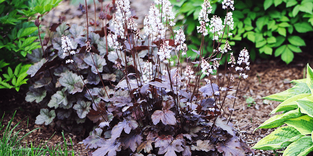 -heuchera blooming