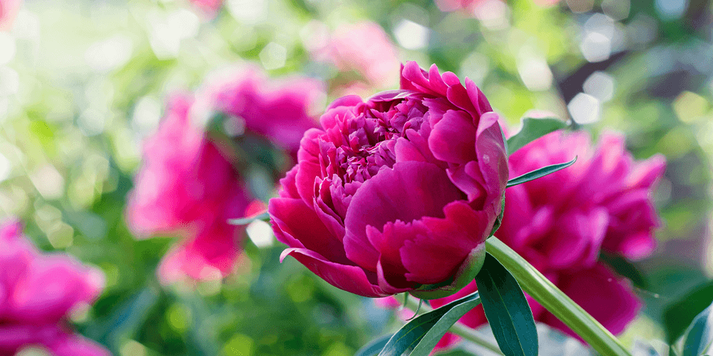 -peony shrub pink bloom