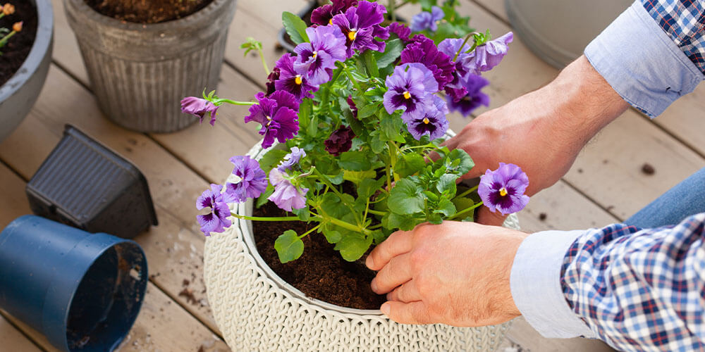 Eising Garden Centre - How to Host a May-Long Party in Your Backyard -planting pansy flowers in pot