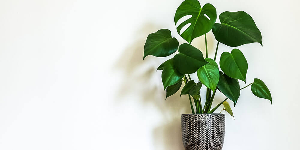 Eising Garden Centre - Mothers Day Gifts 2022 -monstera plant