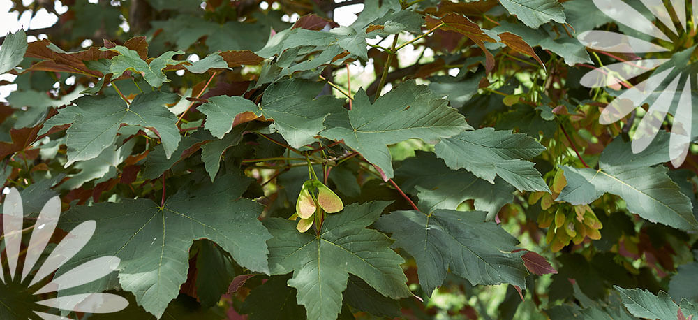 Eising Garden Centre -Fast Growing Trees -sycamore maple