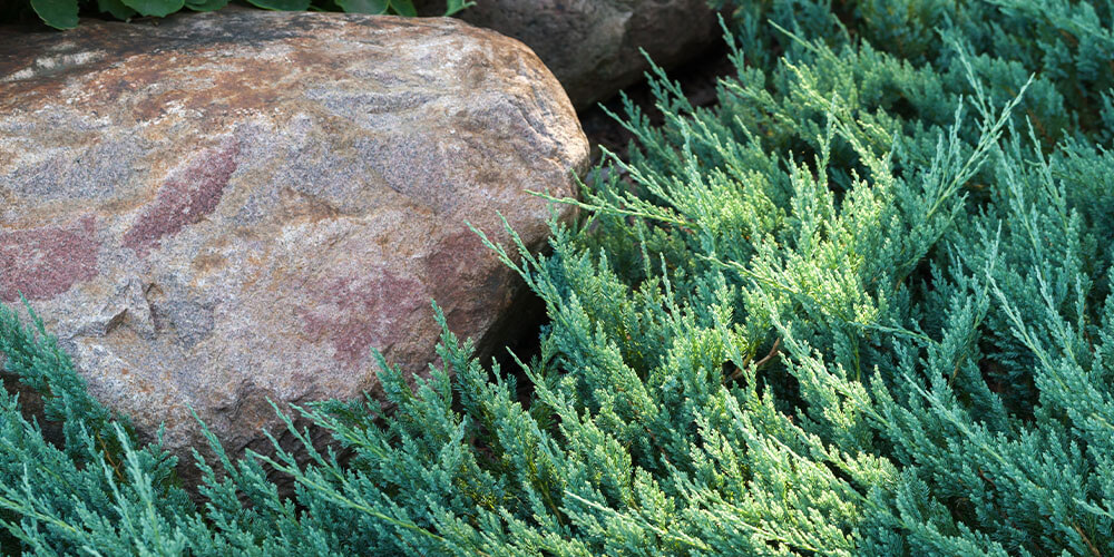 Eising Garden Centre -Groundcovers 101_-creeping juniper