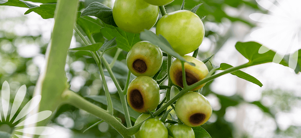 Eising Garden Centre -How to Manage Blossom End Rot -tomatoes with blossom end rot