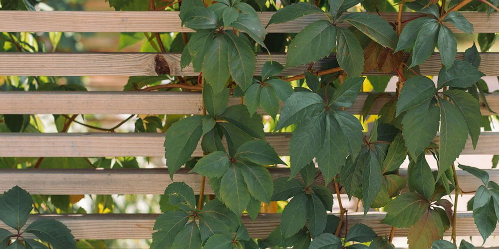 Eising Garden Centre - Tips for Designing the Perfect Summer Fire Pit- -virginia creeper on lattice