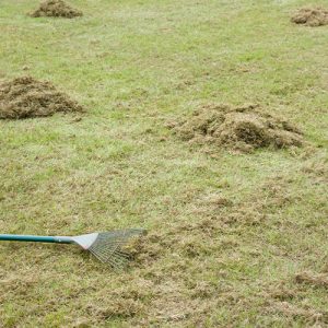 Eising Garden Centre-Ontario-Fall Lawn Care Guide -dethatching the grass