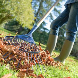 Eising Garden Centre-Ontario-Fall Lawn Care Guide -raking the leaves