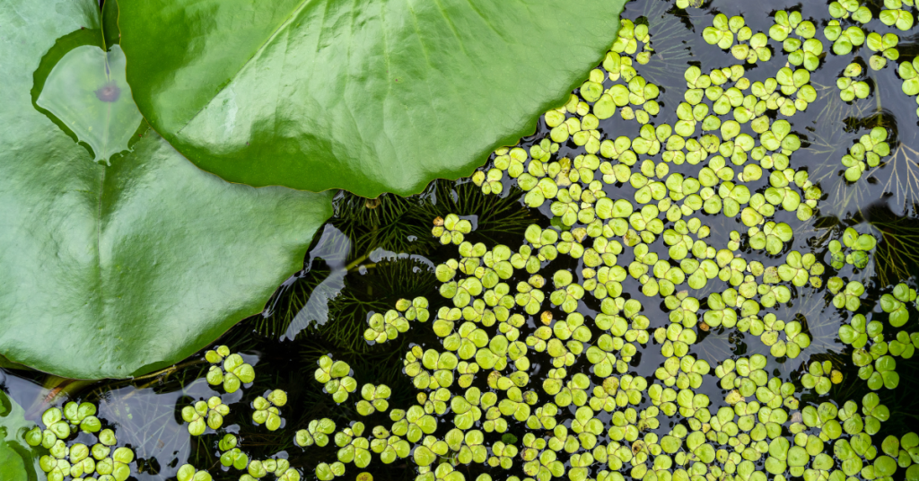 duckweed
