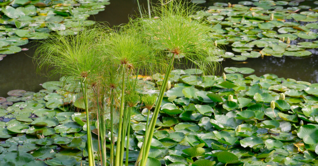 blog headers 2024 08 15t115836.949