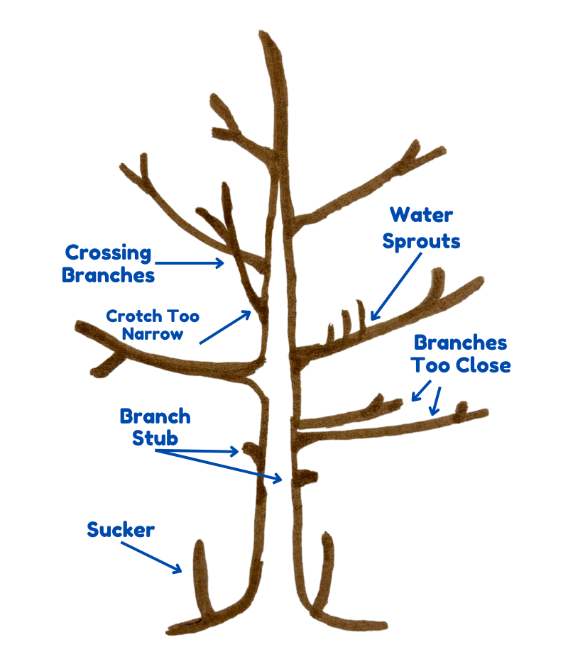 tree to prune transparent