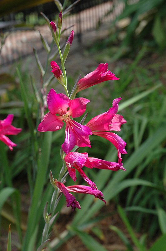 f850 08