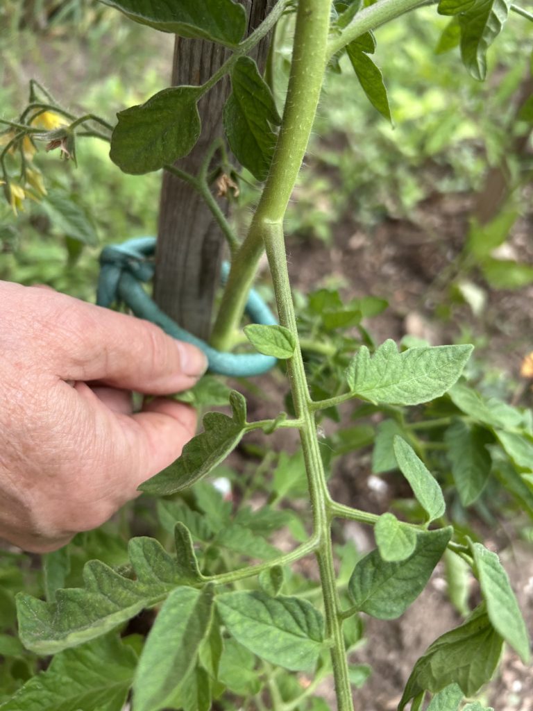 1 secure plant to tall stake