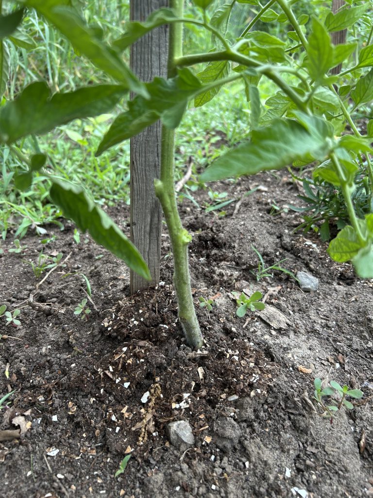 2 remove lower leaves of tomato