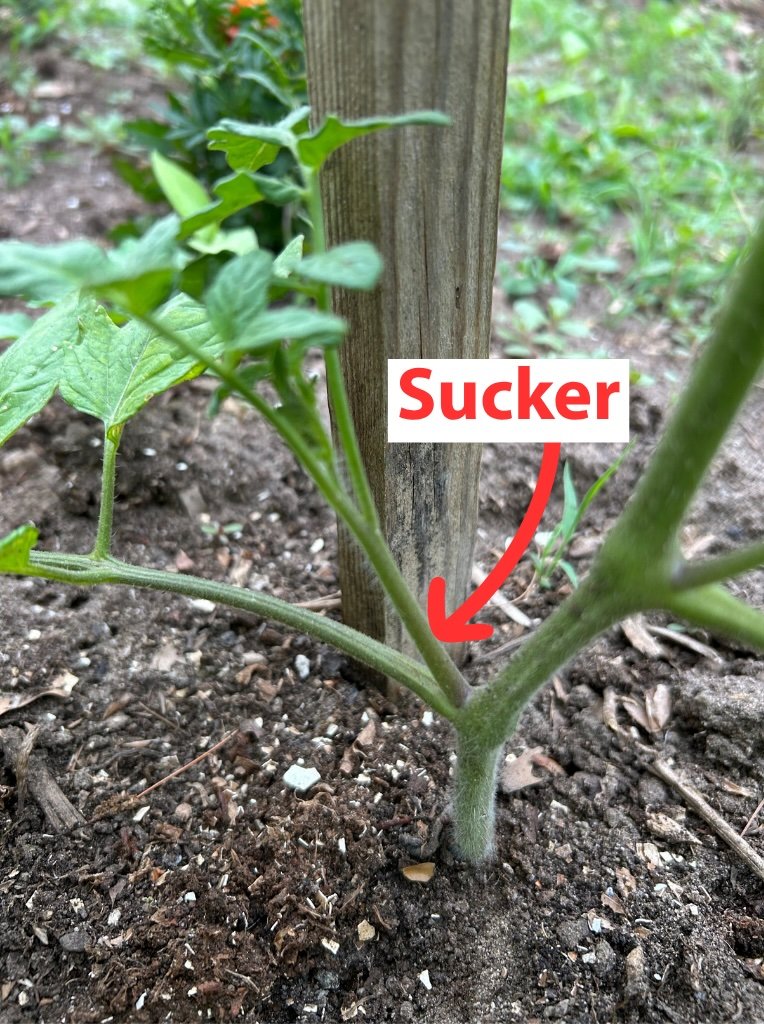 4 tomato suckers version b