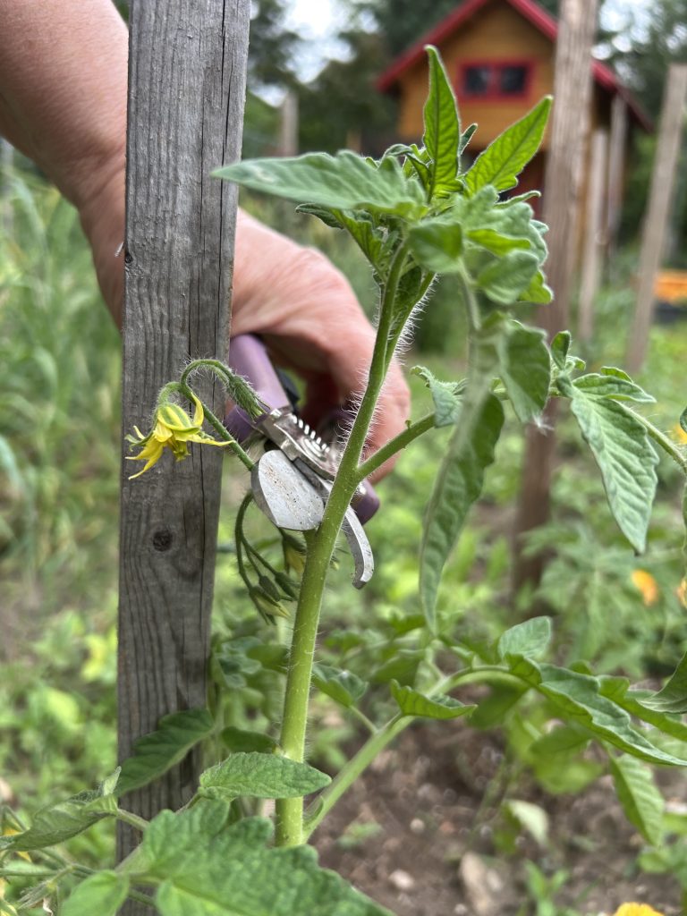 5 remove top of tomato