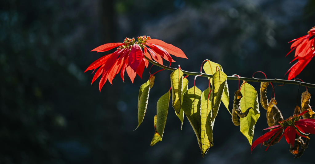 blog headers (5)