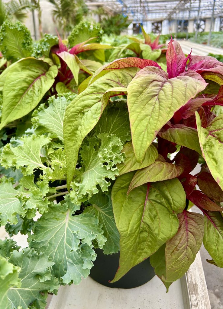 fall planter small