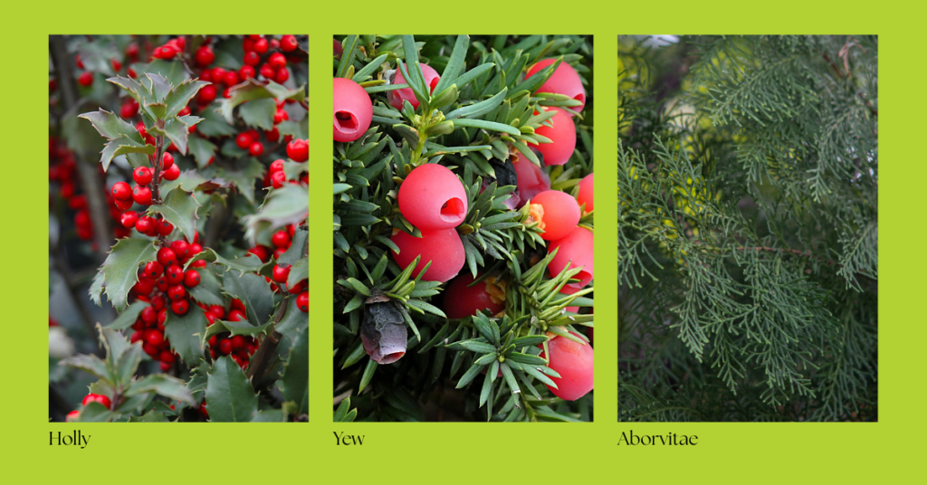 captioned eising green gallery (1)