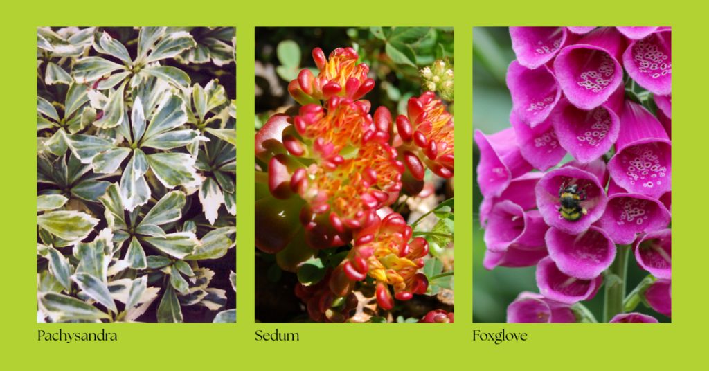 captioned eising green gallery (2)