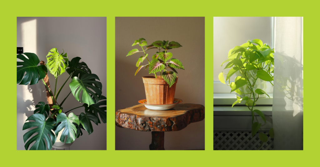 eising green gallery (1)