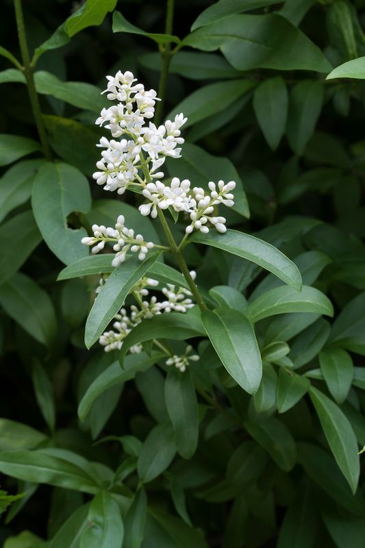 amur privet ligustrum amurense