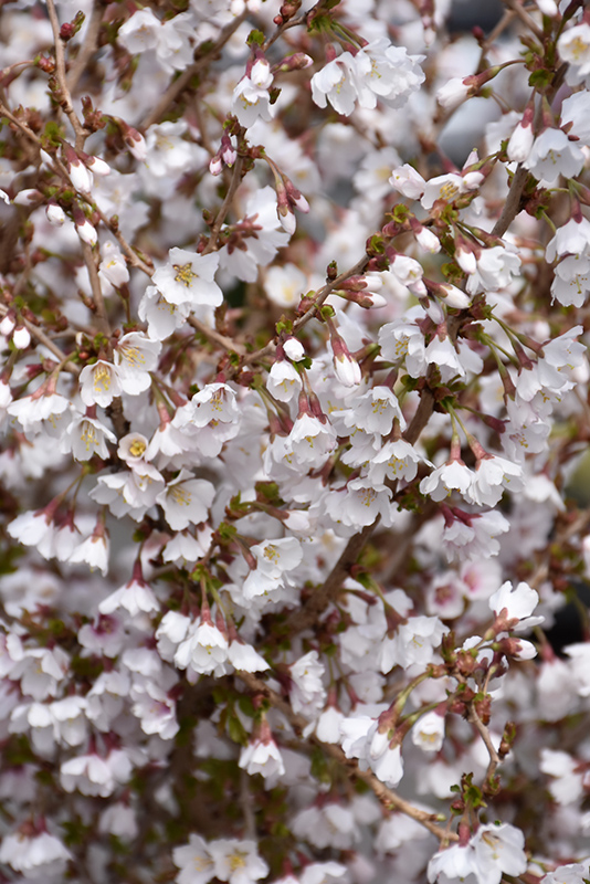 fuji cherry little twist