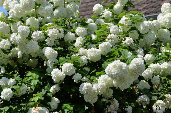 vibernum fragrant snowball