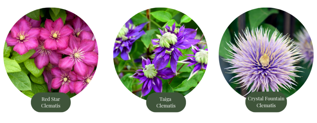 clematis types