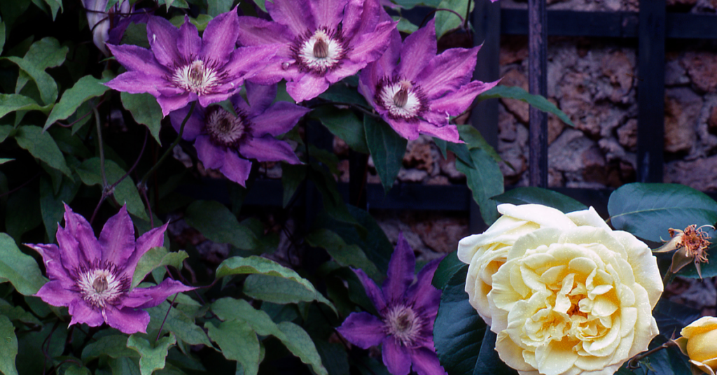 2026 blog headers (9)
