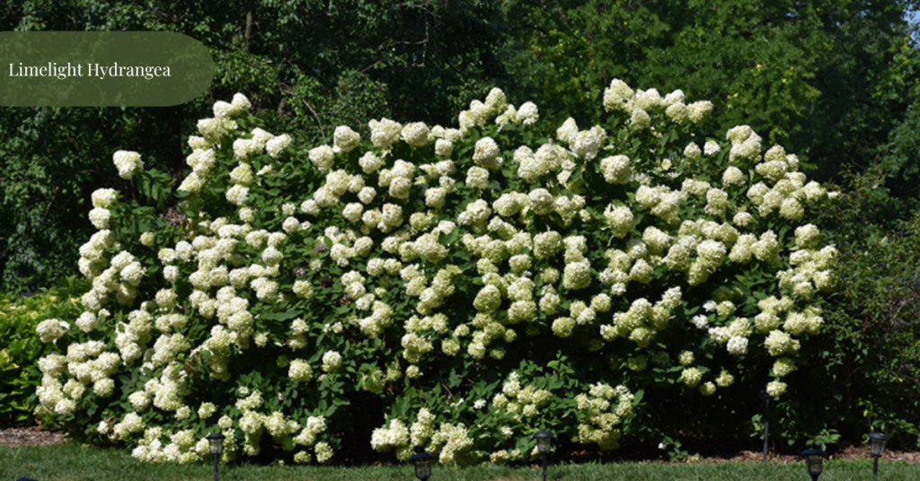 blog title header (6)
