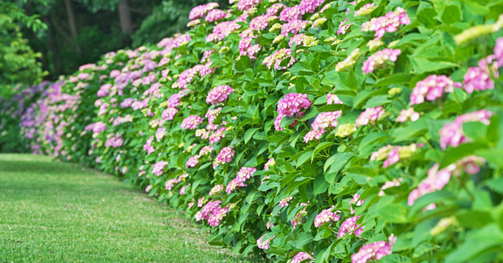 blog title header (8)