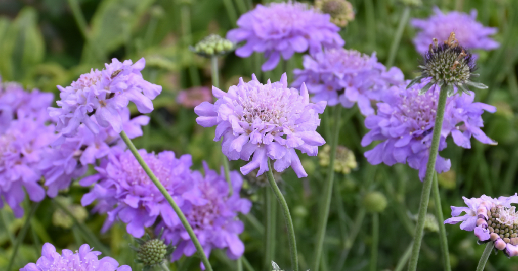 blog title header (10)