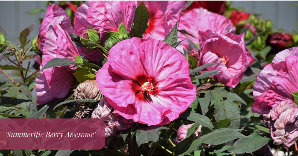 blog title header (24)